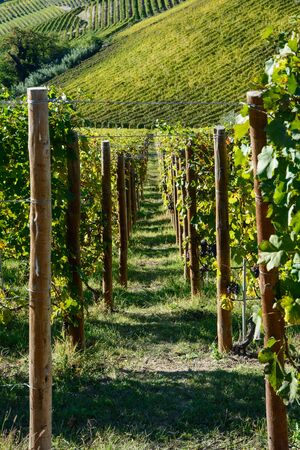 Vineyards of Langhe in Piedmont - Italyの写真素材