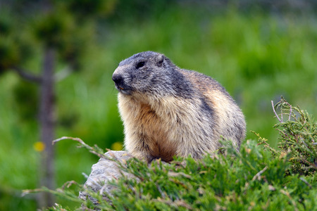 Alpine Marmotの写真素材