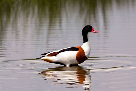 Shelduck - Tadorna Tadornaの写真素材