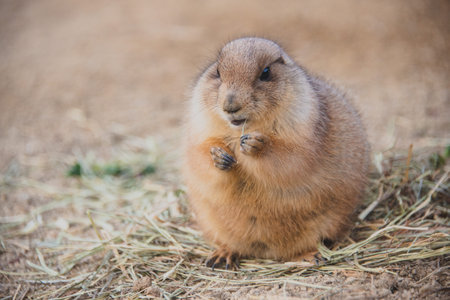 close-up portrait of a groundhog eating on the grass with bokeh brown background.