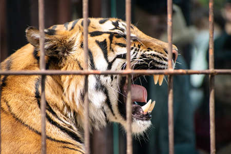 Tiger in cage who loses freedom and can't move anywhereの写真素材