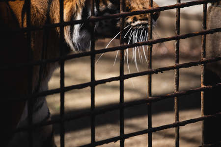 Tiger cage in cage and almost lost place that he can't moveの写真素材