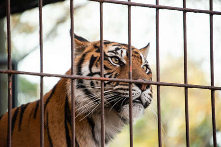 Tiger in cage who loses freedom and can't move anywhereの写真素材