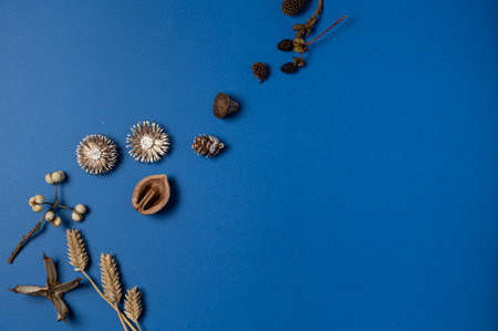 autumn material of nuts,acorn,almond and 
plants on blue background with minimal style from top view.の写真素材