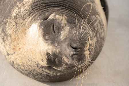 seal portrait with relax leisure faceの写真素材