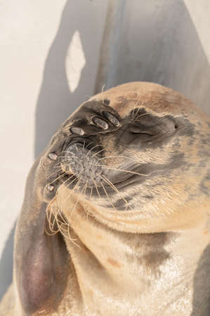 seal portrait with a dramatic faceの写真素材