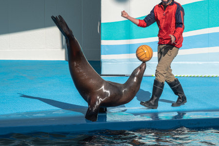 sea lion playing ball at performance showの写真素材