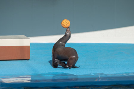sea lion playing ball at performance showの写真素材