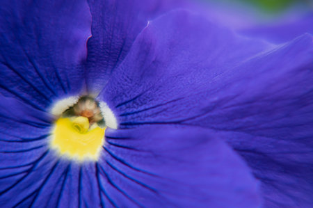 macro photography of flowerの写真素材