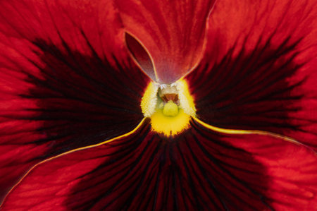 macro photography of flowerの写真素材