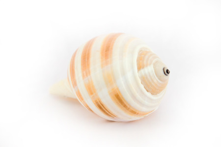 A sea snail isolated on white backgroundの写真素材