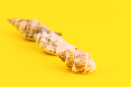 Three whelks isolated on yellow background.の写真素材