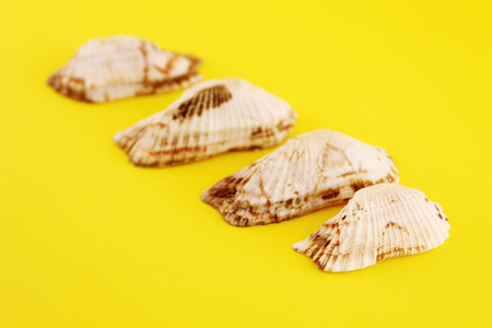 Four Seashells isolated on yellow backgroundの写真素材