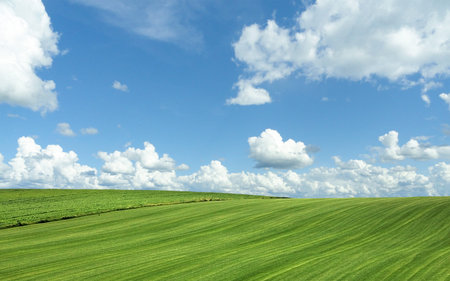 Green field in the month of June.