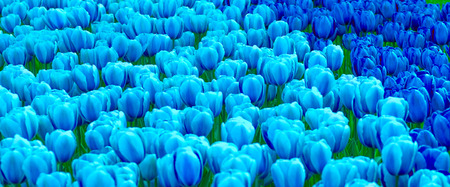 Beautiful blue tulips, flowered in the spring.の写真素材