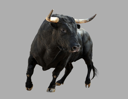 Black bull on isolated gray background. Black bull on isolated gray background.