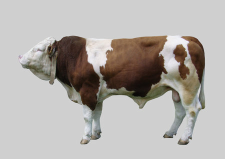 Young bull on an isolated gray background.