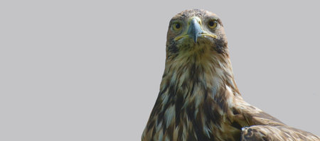 Head of an eagle on a gray background.