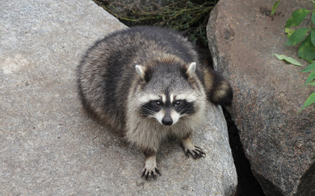 An animal raccoon sitting on a stone and looking for prey.