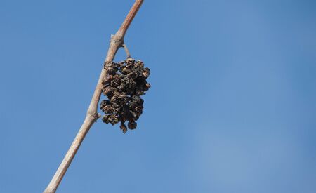 Dried brush of grapes on a branch against the sky.の写真素材