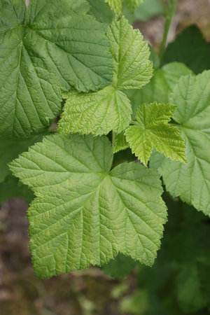 Currant leaves in spring in the garden.