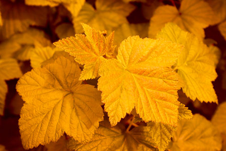 Gold, vegetable, abstract background with leaves of gold color.