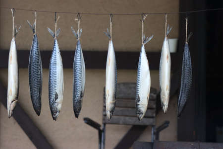 Mackerel fish caught in the sea, prepared for drying.の写真素材