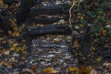 A path in the autumn forest made of branches across the streamの写真素材