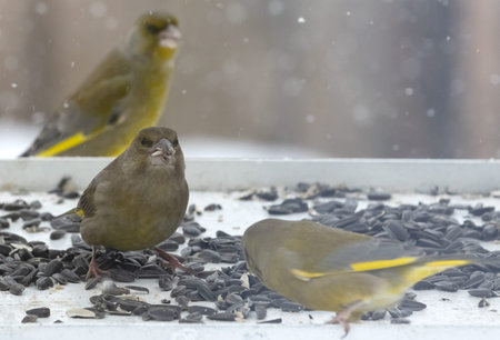 Greenfinch bird found food in the urban environment.