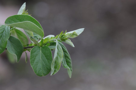 Quince tree branch with leaves on soft focus.