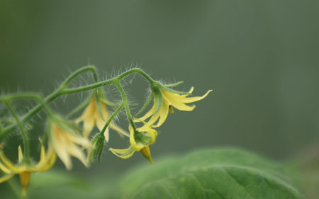 Blooming tomato plant with yellow flowers in a greenhouse.の写真素材