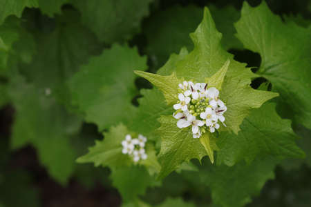 Blossoming of the petiolate garlic plant in nature.の写真素材