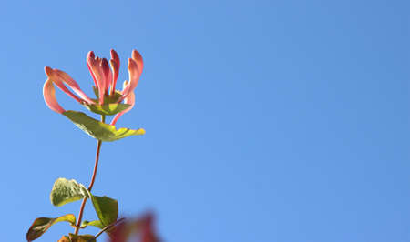 Pink Honeysuckle buds and flowers in the garden.の写真素材
