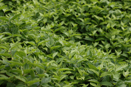 Vegetable, green, summer background from the bushes.