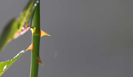 Rose branch with thorns on a gray background.の写真素材
