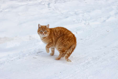 Pet red cat in the winter on the snow.の写真素材