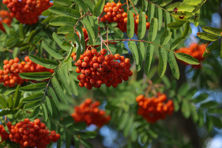 Rowan branches with ripe fruits close-up. Red rowan berries on the rowan tree branches.