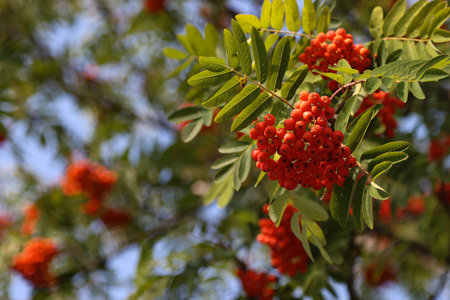 Rowan branches with ripe fruits close-up. Red rowan berries on the rowan tree branches.の写真素材