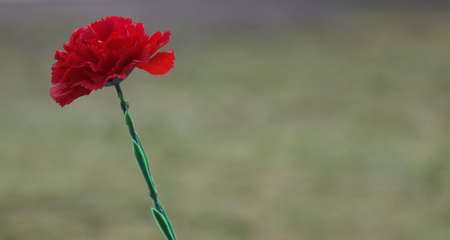 Red carnation plant on blurred bokeh background.の写真素材