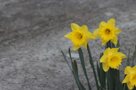 Flowers of yellow daffodils in the garden.の写真素材