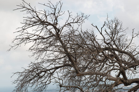 Completely dry tree with no leaves and multiple branches