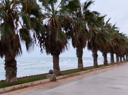Group of palm trees lined up by the oceanの写真素材
