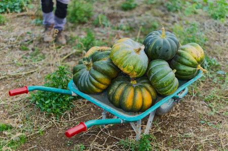 Road full of pumpkins with the feet of a person in the background.の写真素材
