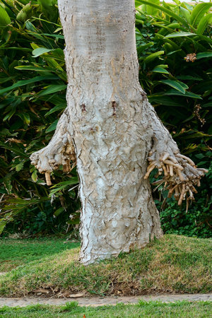 Tree pareidolia in the shape of a person