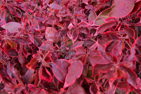 Closed up blooming vibrant red Copper plant, Acalypha wilkesiana flowers in the sunlightの写真素材