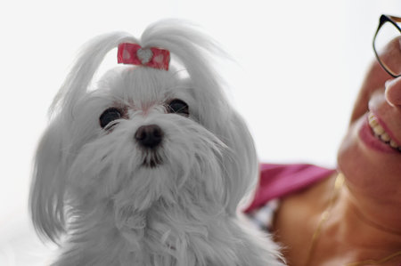 Adorable Maltese puppy melts hearts with its tender gazeの写真素材