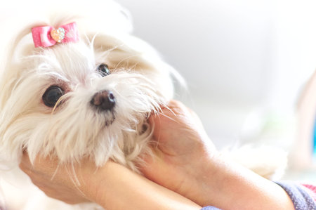 Adorable Maltese puppy melts hearts with its tender gaze