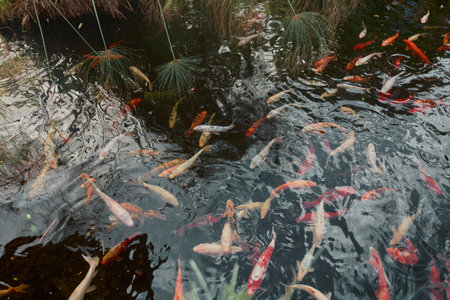 Large number of koi fish swimming in an artificial pond.の写真素材