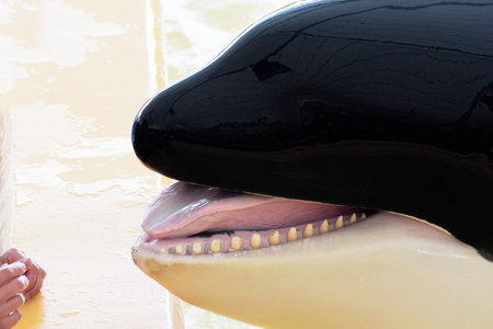 Close-up of the head of an orca with part of its trainer's hands in front.