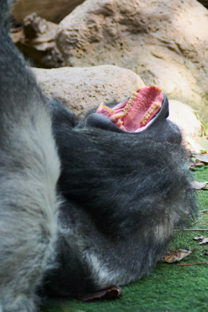 Silverback gorilla yawns in the zooの写真素材